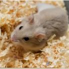 Chipsi Forgács Classic 60l