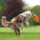 Trixie Activity Disc 19cm