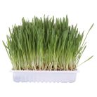 Trixie dobozos macskafű 100g