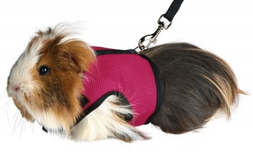 Trixie hám pórázzal Tengerimalacoknak 18-25cm/ 1,2m