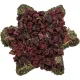 Trixie Xmas Snack Csillag Céklával 80g