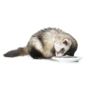 Vadászgörény táp