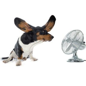 Kutya hűsítő felszerelés