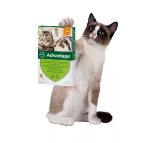 Macska élősködők ellen