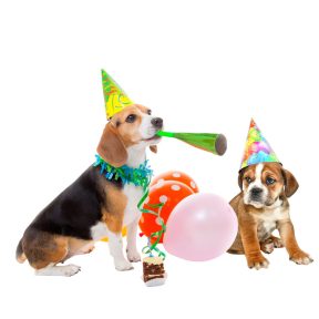Kutya Születésnap