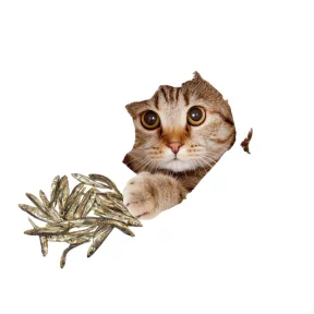 Macska jutalomfalat és snack