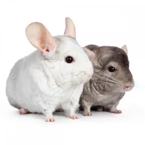 Csincsilla összes termék