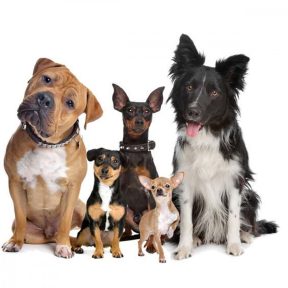 Kutya összes termék