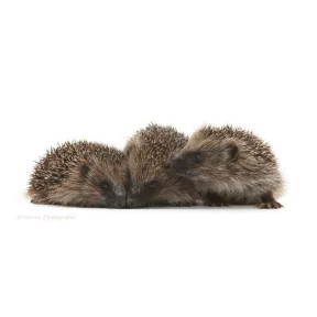 Sün összes termék