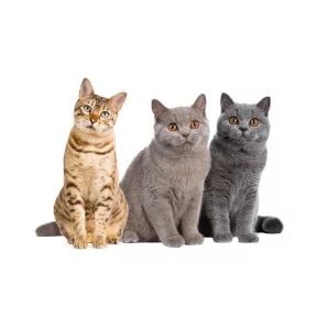 Macska összes termék