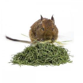 Degu széna