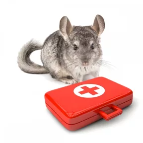 Csincsilla házipatika