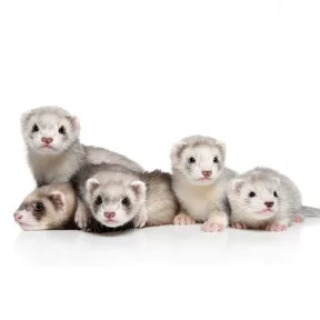 Vadászgörény összes termék