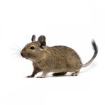 Degu összes termék