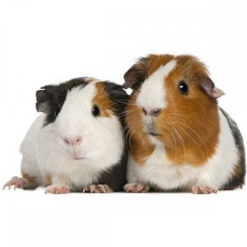 Tengerimalac összes termék