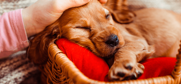 Cuanto cuesta dormir a un perro